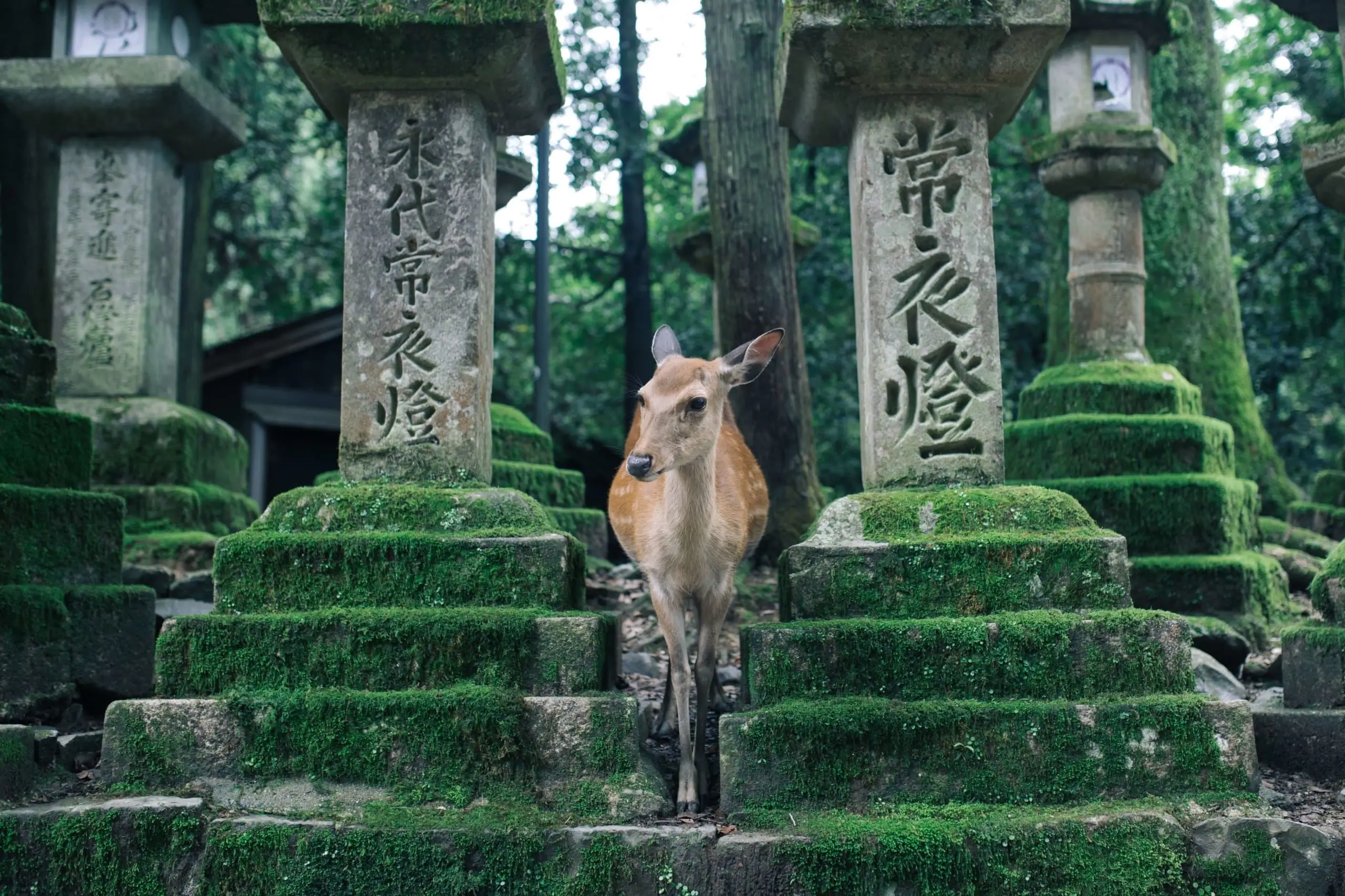 2026 馬拉松